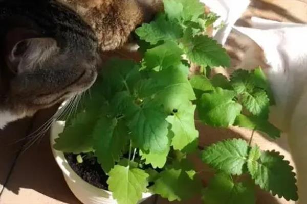 猫咪长期使用猫薄荷有害吗，无害但不能一次性吸入过多