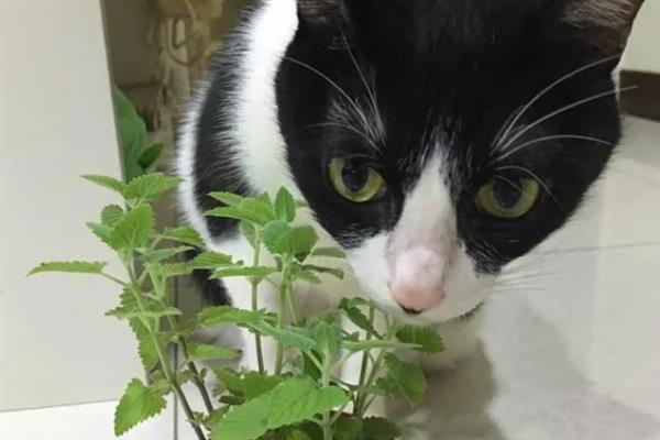 猫咪长期使用猫薄荷有害吗，无害但不能一次性吸入过多