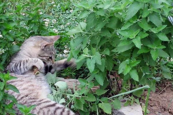 猫咪长期使用猫薄荷有害吗，无害但不能一次性吸入过多