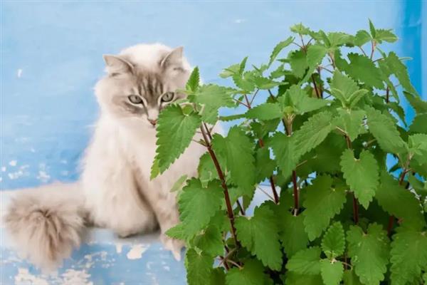 猫咪长期使用猫薄荷有害吗，无害但不能一次性吸入过多
