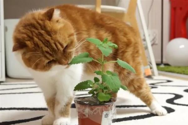 猫咪长期使用猫薄荷有害吗，无害但不能一次性吸入过多