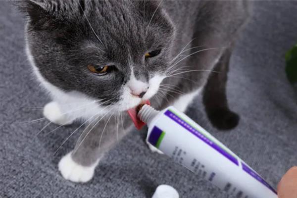 猫咪长期使用猫薄荷有害吗，无害但不能一次性吸入过多