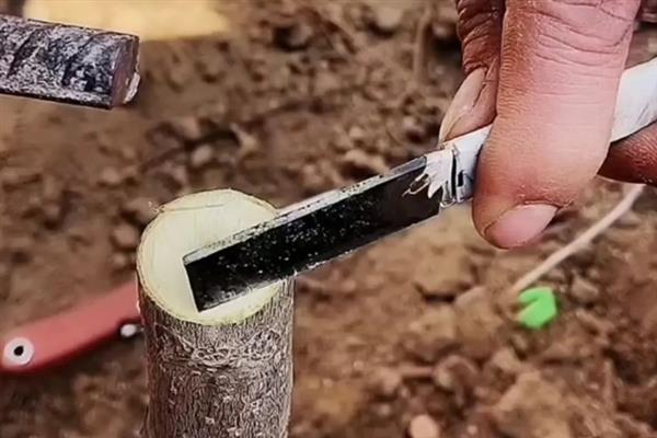 夏天怎么嫁接成活率高，可采用劈接法、插接法等