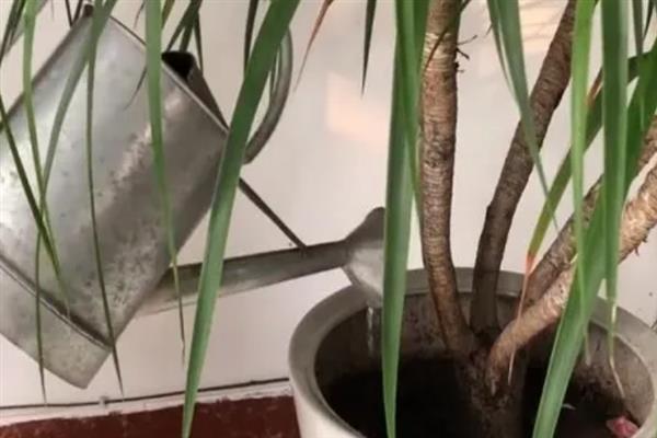 龙须树怎么养殖，养护时需要及时追肥