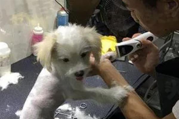 夏天要不要给狗狗剃毛，存在患有皮肤病等情况的狗狗需要剃除