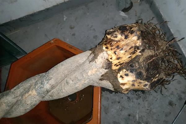 龙须树怎么养殖，养护时需要及时追肥
