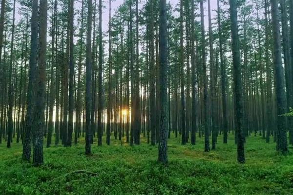 农业生产包括哪些，包含种植业、林业、畜牧业等