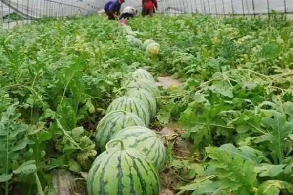 西瓜畸形如何解决，视情况采取人工授粉、施肥浇水等措施
