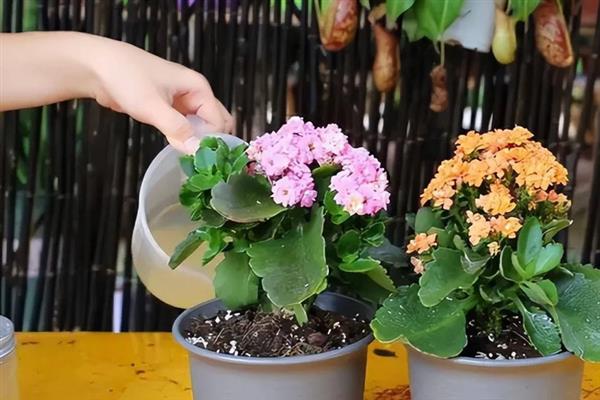 长寿花怎么养殖才会开花，光照时长控制在8小时左右