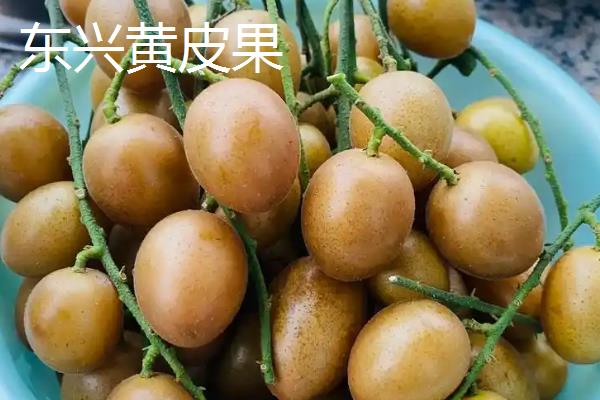 广西省东兴市的特产，东兴绿茶是上乘的送礼佳品
