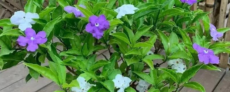 双色茉莉有什么花语，代表爱我、对爱情的大胆追求