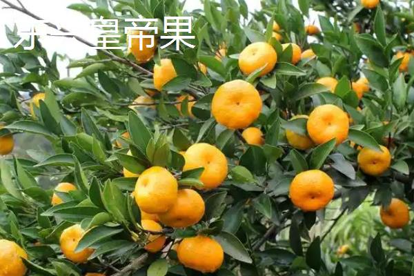 广西省东兴市的特产，东兴绿茶是上乘的送礼佳品