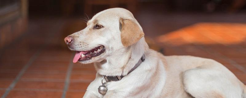 拉布拉多犬是否容易饲养，适合郊区生活饲养难度较低