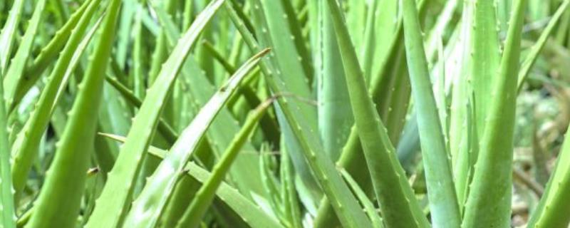 怎么养库拉索芦荟，正常情况下5-7天浇水一次