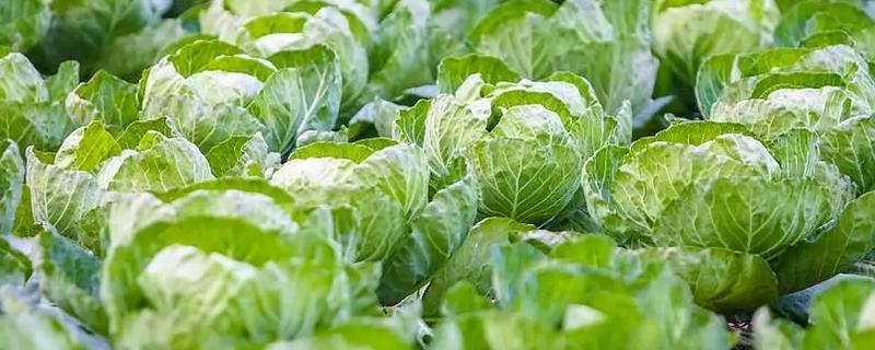 甘蓝的种植方法，一般在春季或秋季进行