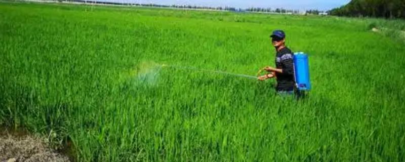 碧护打多了会不会旺长，过量使用会导致作物旺盛生长