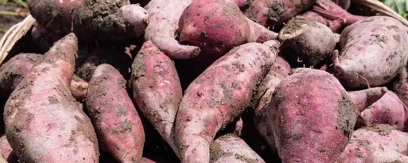 红薯的育苗方法，早春温度超过7-8℃的时候进行