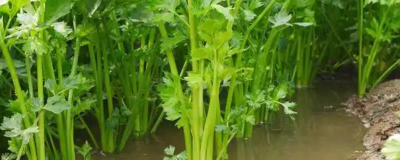 芹菜有什么种类，常见洋芹、青芹等品种