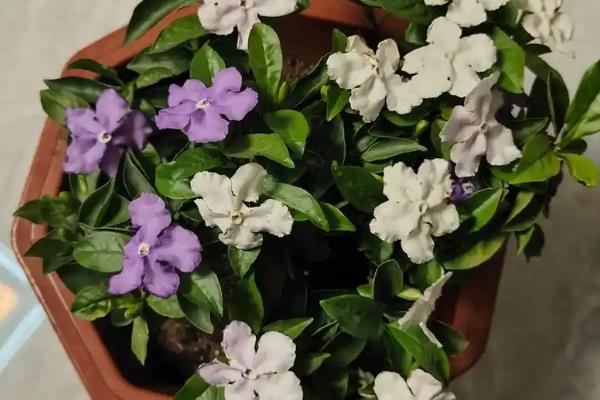 双色茉莉有什么花语,代表爱我、对爱情的大胆追求