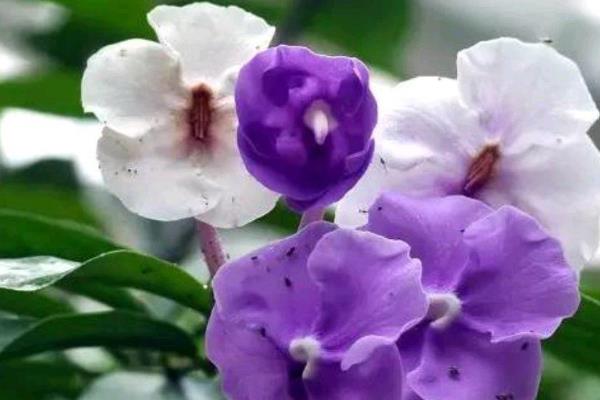 双色茉莉有什么花语,代表爱我、对爱情的大胆追求