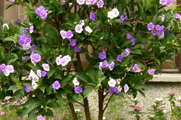 双色茉莉有什么花语,代表爱我、对爱情的大胆追求