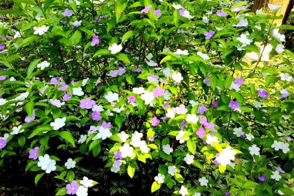 双色茉莉有什么花语,代表爱我、对爱情的大胆追求