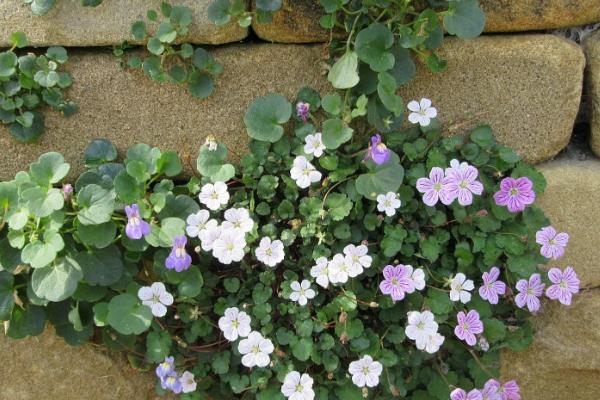 双色茉莉有什么花语,代表爱我、对爱情的大胆追求