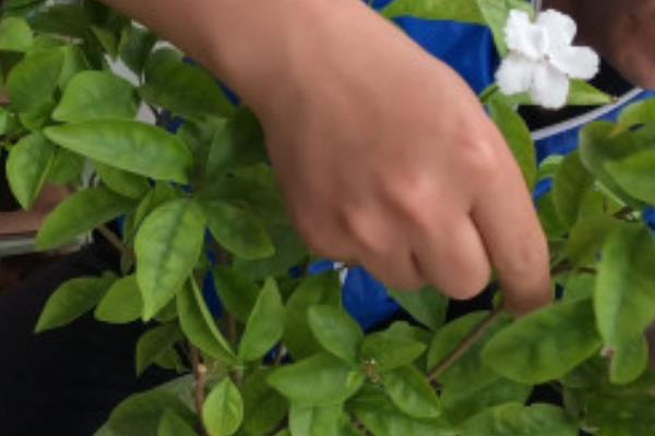 双色茉莉有什么花语,代表爱我、对爱情的大胆追求