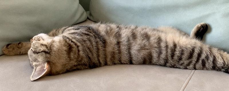 猫咪睡觉时为什么发抖，可能是做梦、睡姿不当、感到寒冷所致