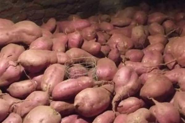 红薯的育苗方法，早春温度超过7-8℃的时候进行