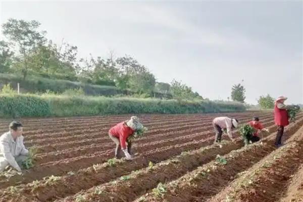 红薯的育苗方法，早春温度超过7-8℃的时候进行