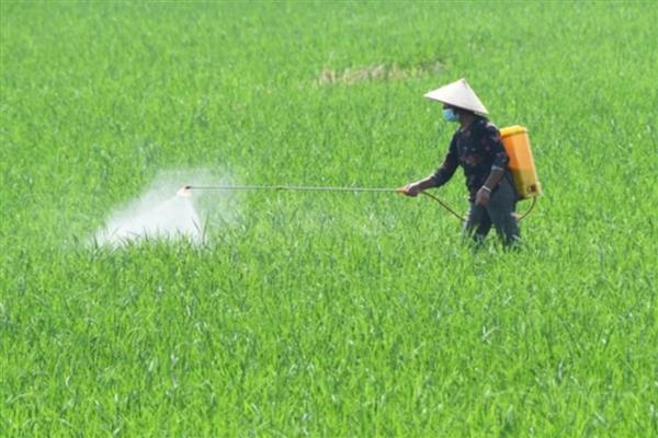 碧护打多了会不会旺长,过量使用会导致作物旺盛生长