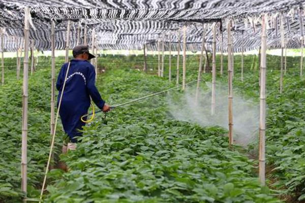碧护打多了会不会旺长,过量使用会导致作物旺盛生长
