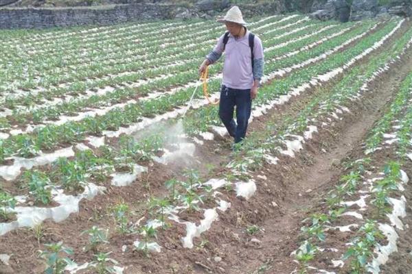 碧护打多了会不会旺长,过量使用会导致作物旺盛生长