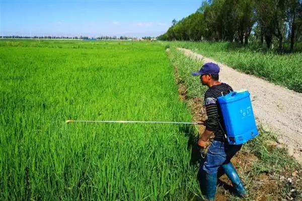 碧护打多了会不会旺长,过量使用会导致作物旺盛生长