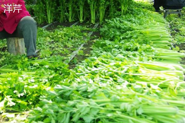 芹菜有什么种类，常见洋芹、青芹等品种
