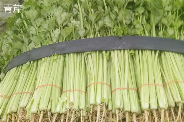 芹菜有什么种类，常见洋芹、青芹等品种