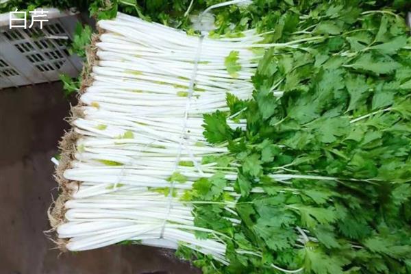 芹菜有什么种类，常见洋芹、青芹等品种