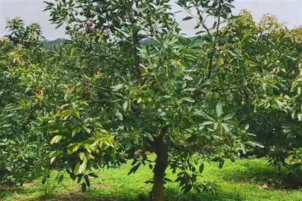 牛油果的种植条件有哪些，适宜的生长温度为25-30℃