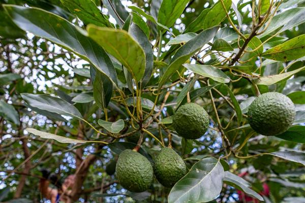 牛油果的种植条件有哪些，适宜的生长温度为25-30℃