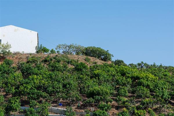 牛油果的种植条件有哪些，适宜的生长温度为25-30℃