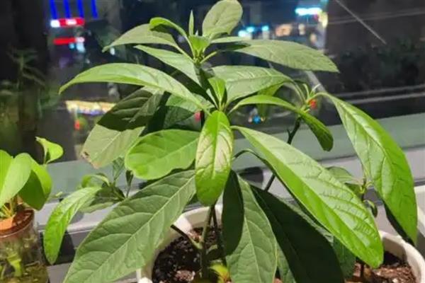 牛油果的种植条件有哪些，适宜的生长温度为25-30℃