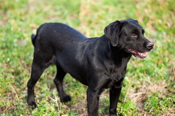 拉布拉多犬是否容易饲养，适合郊区生活饲养难度较低
