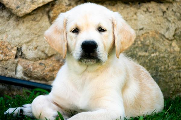 拉布拉多犬是否容易饲养，适合郊区生活饲养难度较低