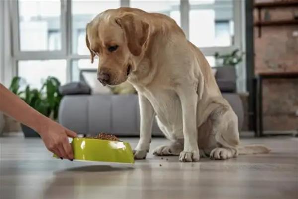 拉布拉多犬是否容易饲养，适合郊区生活饲养难度较低