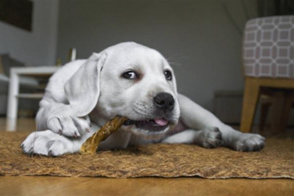 拉布拉多犬是否容易饲养，适合郊区生活饲养难度较低