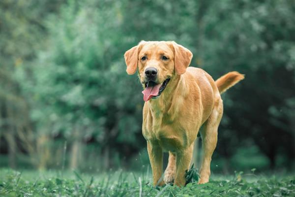 拉布拉多犬是否容易饲养，适合郊区生活饲养难度较低