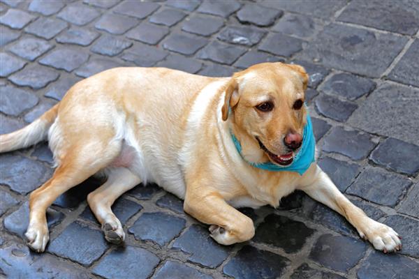 拉布拉多犬是否容易饲养，适合郊区生活饲养难度较低