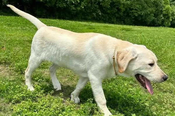 拉布拉多犬是否容易饲养，适合郊区生活饲养难度较低
