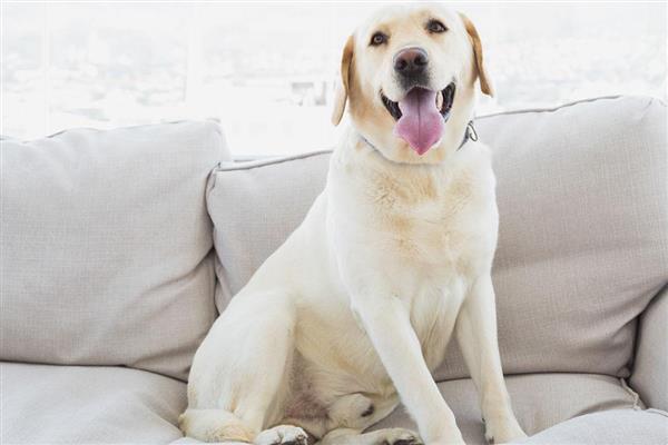 拉布拉多犬是否容易饲养，适合郊区生活饲养难度较低